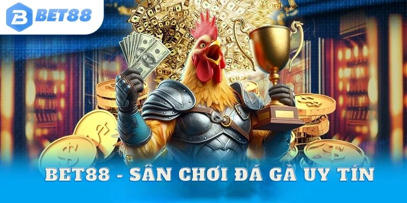 BET88 - Sân chơi đá gà hàng đầu Việt Nam