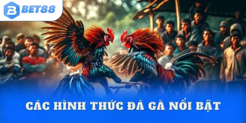 Các loại hình đá gà BET88 phổ biến nhất hiện nay