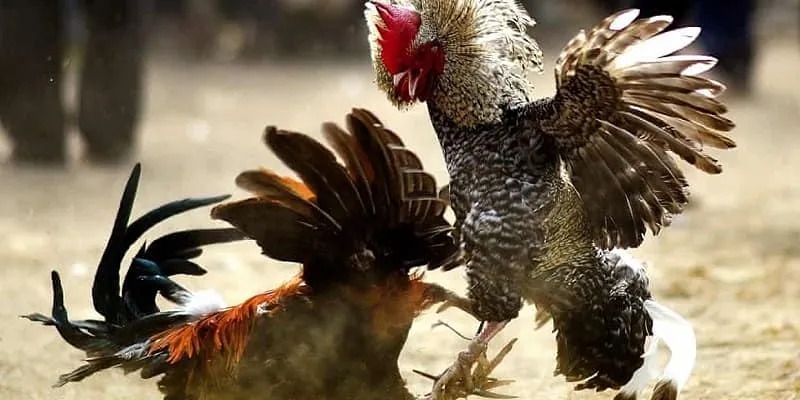 cach-choi-da-ga-bet88-avatar