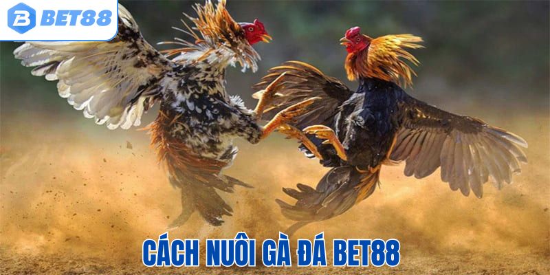 Cách nuôi gà đá tại Bet88