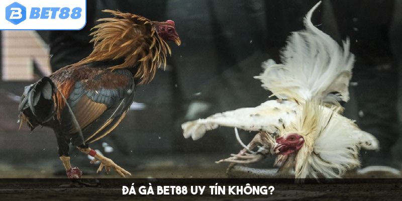 Đá gà Bet88 uy tín không