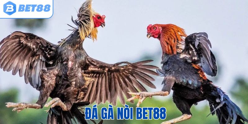 Đá gà nòi Bet88