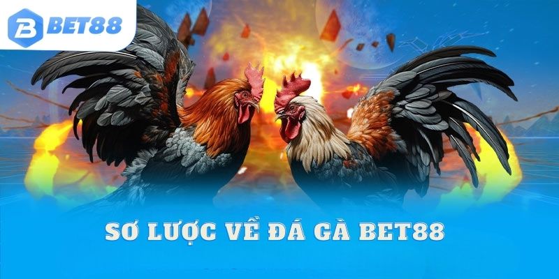 Sơ lược về đá gà BET88