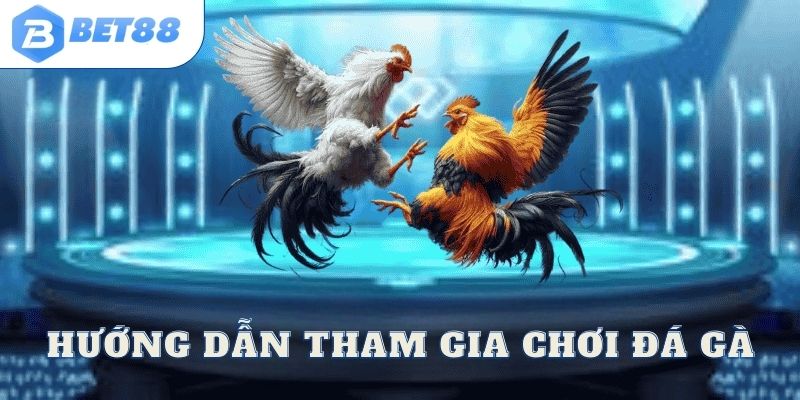 Hướng dẫn chi tiết cách tham gia tại đá gà Bet88